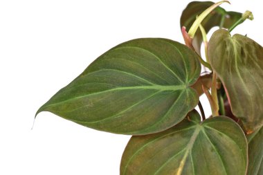 Tropikal Philodendron Hederaceum Micans 'ın ev bitkisi, beyaz arka planda kadife desenli kalp şeklindeki yaprak ile kaplıdır.