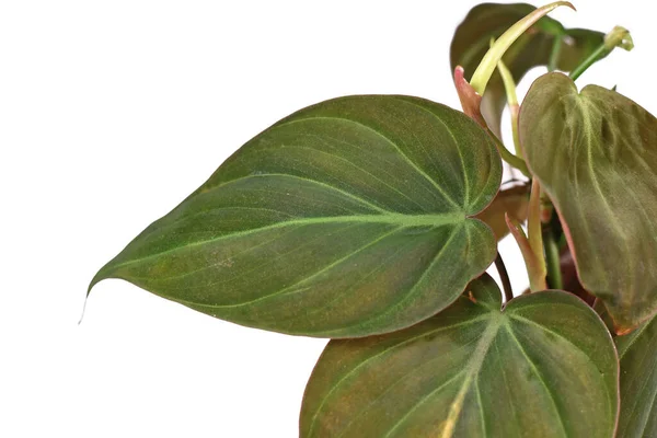Tropikal Philodendron Hederaceum Micans Bitkisi Beyaz Arka Planda Kadife Desenli — Stok fotoğraf