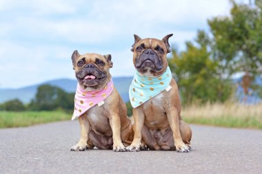 Çekici görünümlü kahverengi Fransız Bulldogları yan yana oturmuş bebek mavisi ve bebek pembe atkıları giyiyorlardı.