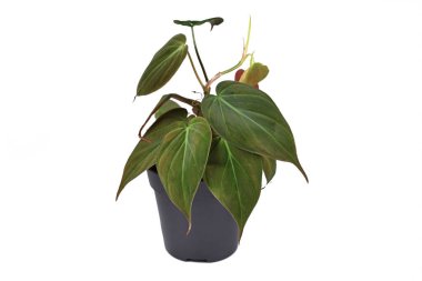'Philodendron Hederaceum Micans' adı verilen tropikal bir bitki. Beyaz arka planda çiçek saksısında kadife desenli kalp şeklinde yaprakları var.