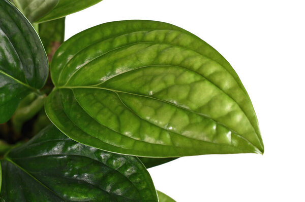 Close up of leaf of tropical 'Monstera Sp. Peru', also called 'Monstera Karstenianum', house plant with puckered, iridescent texture on white background