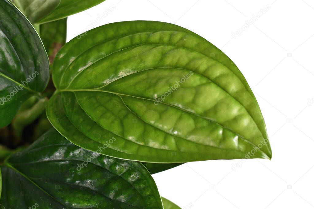 Close up of leaf of tropical 'Monstera Sp. Peru', also called 'Monstera Karstenianum', house plant with puckered, iridescent texture on white background