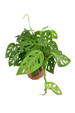 Beyaz arka planda izole edilmiş tropikal 'Monstera Acuminata' veya İsviçre peynir sarmaşığı evi