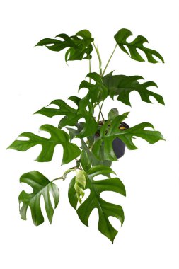 Tam tropikal 'Rhaphidophora Tetrasperma' ev bitkisi, pencereli küçük yapraklı, ayrıca 'Monstera Minima' veya 'Piccolo' olarak da adlandırılan beyaz arka planda izole edilmiş.