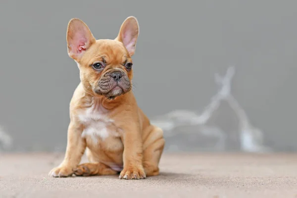 Pequeno Cachorro Cão Bulldog Francês Colorido Fawn Vermelho Com Semanas — Fotografia de Stock