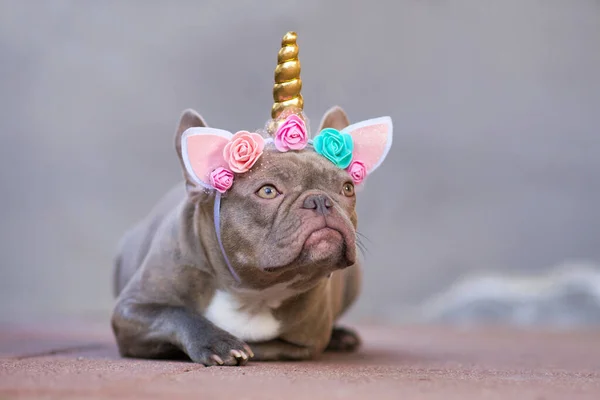 French Bulldog dog dressed up as unicorn wearing beautiful headband with pastel colored flowers and golden horn, lying on ground and looking up with big eyes
