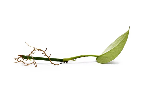 Pemotongan Tanaman Epipremnum Aureum Milik Golden Pothos Dengan Akar Panjang — Stok Foto