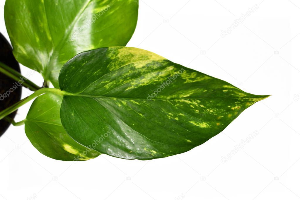 Tropical 'Epipremnum Aureum Golen Pothos' house plant leaf with yellow variegation close up isolated on white background