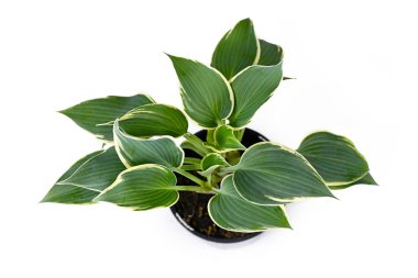 Asian Hosta garden plant with green leaves and with white edges in black plastic flower pot isolated on white background clipart