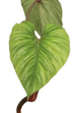 Beyaz arka planda izole edilmiş 'Philodendron Mamei' evbitkisinin gümüş desenli tek yaprağını kapat