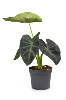 Egzotik 'Colocasia Esculenta Aloha' bahçesi ya da çiçek saksısında koyu yeşil ve neredeyse siyah yapraklı ev bitkisi beyaz arka planda izole edilmiş.