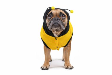 Sevimli Fransız Bulldog 'u beyaz arka planda izole edilmiş kapüşonlu ve boynuzlu şirin ve komik çizgili bir arı köpeği kostümü giyiyor.