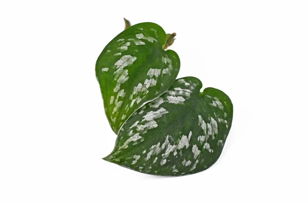 Φύλλα Scindapsus Pictus Argyraeus Που Ονομάζονται Επίσης Satin Pothos Βελούδινη — Φωτογραφία Αρχείου