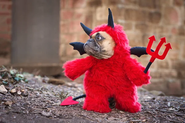 French Buldog dog with red devil costum wearing a fluffy full body suit with fake arms holding pitchfork, with devil tail, horns and black bat wings standing in front of blurry wall