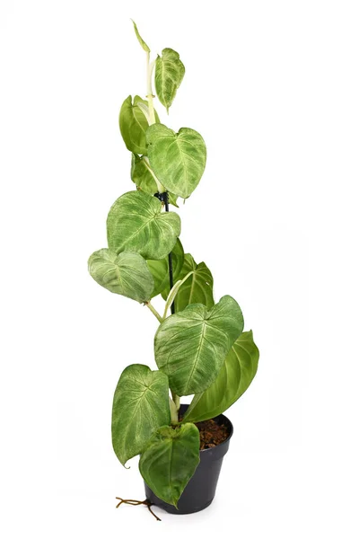 Planta Interior Tropical Escalada Syngonium Macrophyllum Frosted Heart Maceta Aislada — Foto de Stock