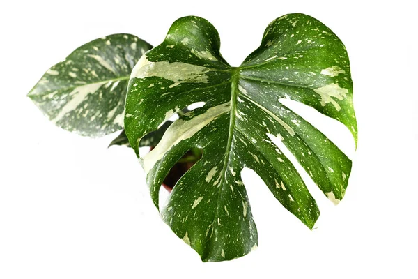 Hoja Exótica Blanca Salpicada Rara Planta Tropical Variegada Casa Monstera — Foto de Stock