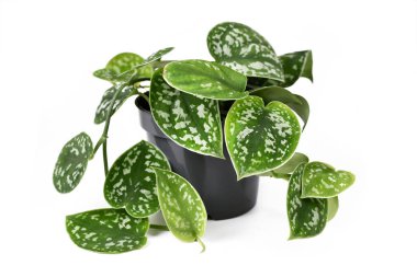 Tüm 'Scindapsus Pictus Argyraeus' tropikal ev bitkisi, aynı zamanda 'Satin Pothos' olarak da bilinir, kadife desenli ve beyaz arka planda izole edilmiş gümüş nokta desenli.