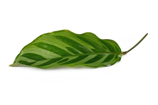 Singel Blad Tropiska Calathea Concinna Freddie Hus Växt Isolerad Vit — Stockfoto