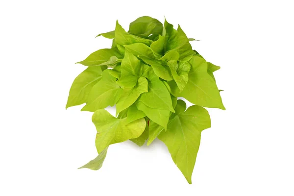 明るい緑の装飾甘いジャガイモ Ipomoea明るいアイデアライムのつる植物は白い背景に隔離されています — ストック写真