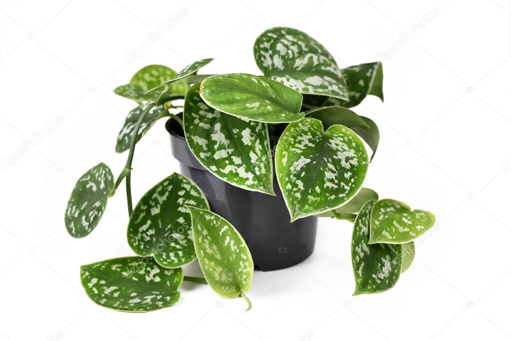 Whole 'Scindapsus Pictus Argyraeus' tropical house plant, also called 'Satin Pothos' with velvet texture and silver spot pattern isolated on white background