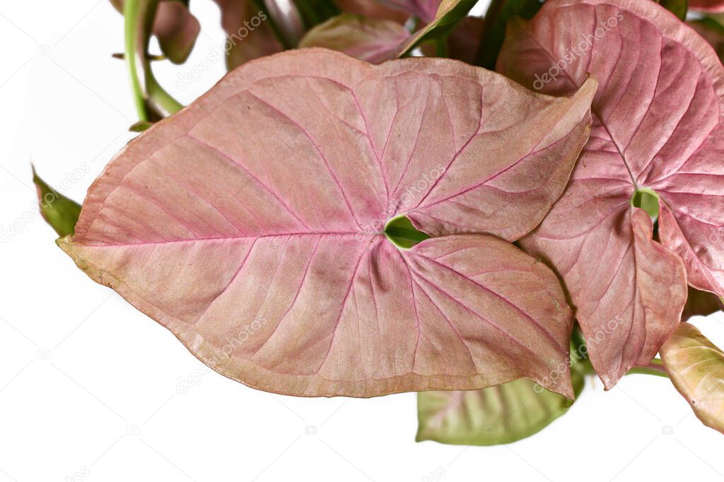 Leaf of tropical 'Syngonium Podophyllum Neon Robusta' houseplant with pink and green arrow shaped leaves isolated on white background