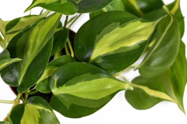 Tropikal 'Philodendron Hederaceum Scandens Brasil' sarmaşık ev yaprakları beyaz arka planda sarı çizgili