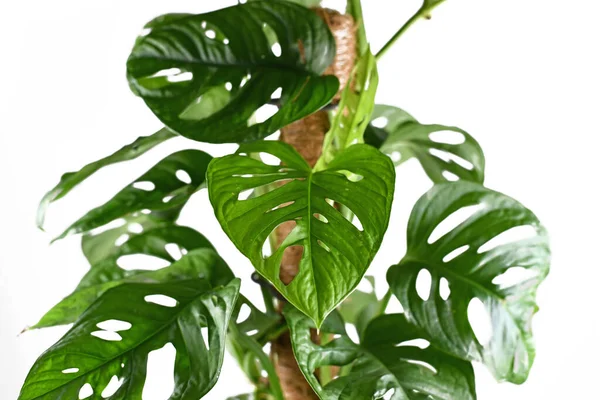 熱帯の モンステラアダンソニ モンステラモンキーマスク のつるハウス植物の葉が白い背景にポールを登る — ストック写真