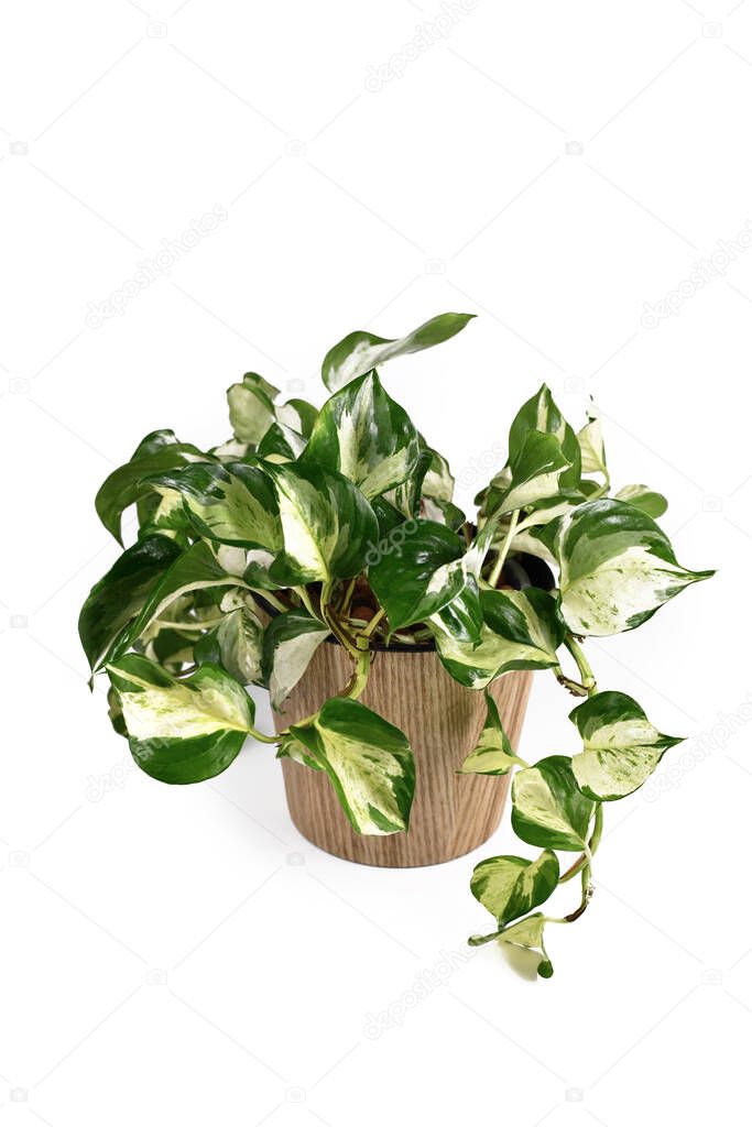 Tropical 'Manjula' Pothos, house plant ,also called 'Happy Leaves', in natural flower pot on white background