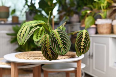 Masada egzotik kırmızı şeritli yaprakları olan tropik Maranta Leuconeura Fascinator bitkisi.