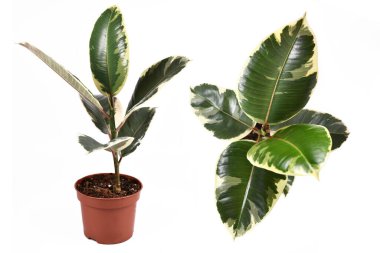 Beyaz arka planda izole edilmiş tropikal 'Ficus Elastica Variegata' kauçuk ağaç ev bitkisinin tam kenarı ve üst görüntüsü