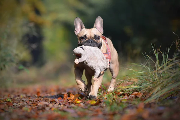 Mignon Fauve Français Bulldog Forêt Portant Jouet Peluche Dans Bouche — Photo