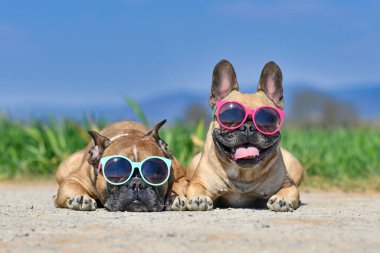 Yazın çayır ve sıcak bir günde mavi gökyüzünün önünde güneş gözlüğü takan sevimli, mutlu Fransız Bulldog köpekleri.