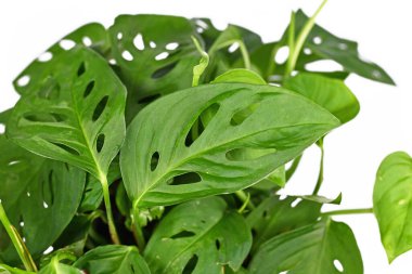 Üzerinde tropikal 'Monstera Acuminata' veya İsviçre peyniri sarmaşığı bitkisi delikleri olan yaprak kaplama beyaz arka planda izole