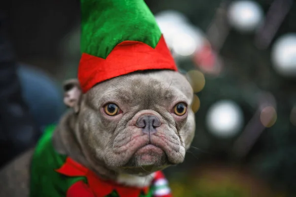 Portrait Funny Lilac French Bulldog Dog Dressed Christmas Elf Wearing — Stock Photo, Image