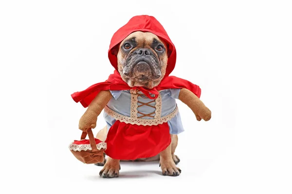 Francia Bulldog Öltözött Tündérmese Karakter Little Red Riding Hood Teljes — Stock Fotó