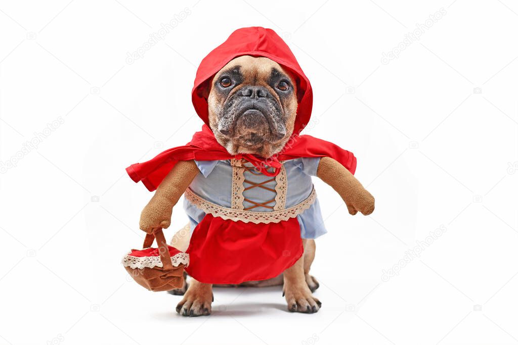 French Bulldog dressed up as fairytale character Little Red Riding Hood with full body dog costume with fake arms wearing basket on white background