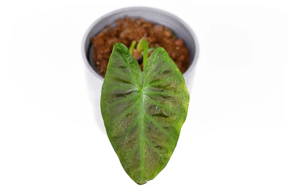 Damage Caused Spider Mite Pests Colocasia Houseplant Leaf — Stock Photo, Image