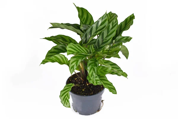 Tam egzotik 'Calathea Concinna Freddie' ev bitkisi plastik saksıda beyaz arka planda izole