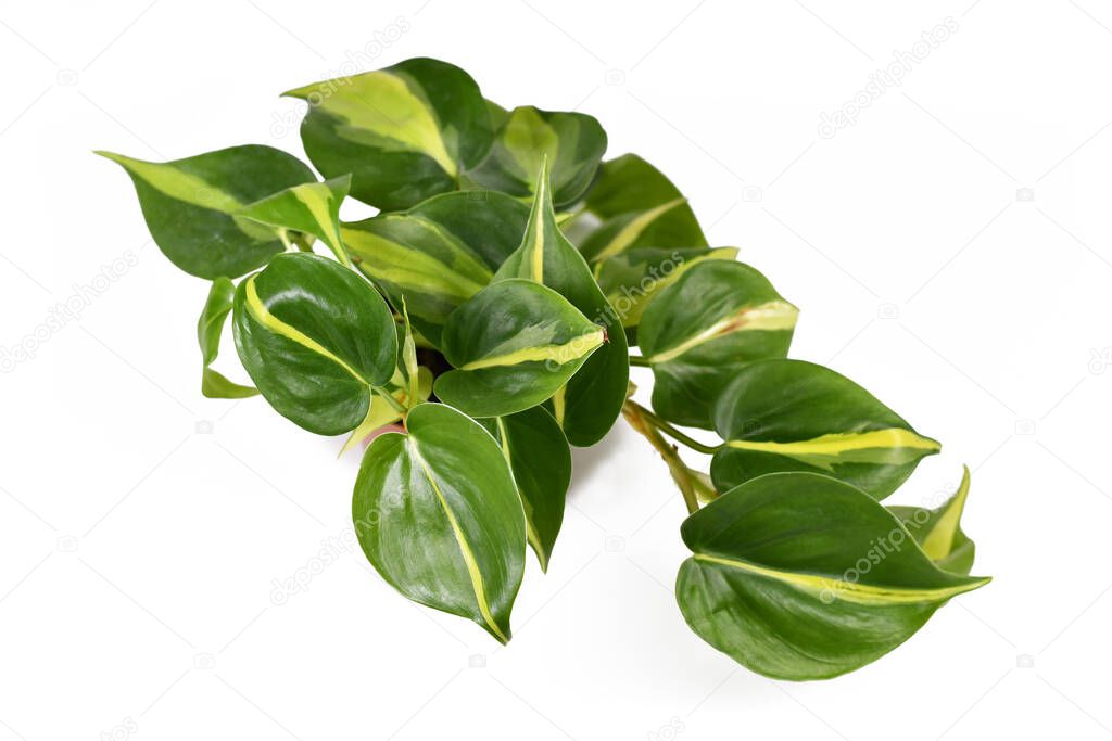 Tropical 'Philodendron Hederaceum Scandens Brasil' creeper house plant with yellow stripes isolated on white background