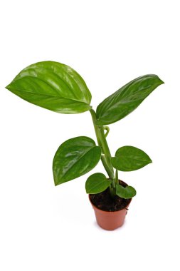 Küçük tropik 'Monstera Adansonii Laniata' ya da İsviçre peynirli sarmaşıklı ev bitkisi