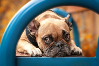 Arkaplanda turuncu sonbahar yaprakları ve bulanık ağaçlarla dolu mavi bankta uzanan hüzünlü gözleri olan sevimli küçük Fransız Bulldog köpeği.