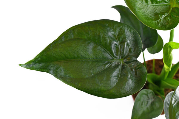 Close up of single leaf of 'Alocasia Cucullata' or 'Elephant Ear' tropical houseplant on white background
