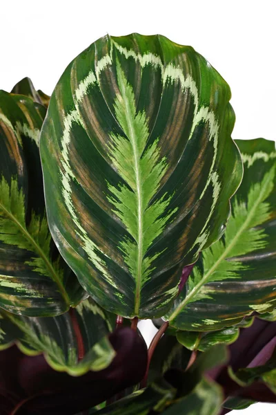 白い背景に美しいエキゾチックなパターンを持つ カラセア メダイヨン の家の植物の熱帯の葉の閉鎖 — ストック写真