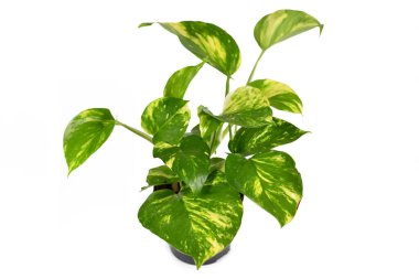 Tropikal Epipremnum Aureum Golen Pothos 'un çiçek saksısındaki ev bitkisi beyaz arka planda izole edilmiş.