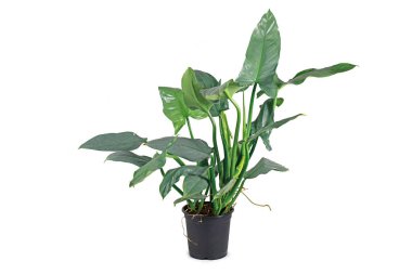 Large tropical 'Philodedndron Hastatum Silver Sword' houseplant with large silver-gray colored long leaves in flower pot isolated on white background clipart