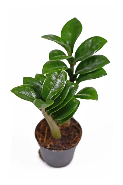 Εξωτικό Φυτό Zamioculcas Zamiifolia Zenzi Γλάστρα Απομονωμένο Λευκό Φόντο — Φωτογραφία Αρχείου