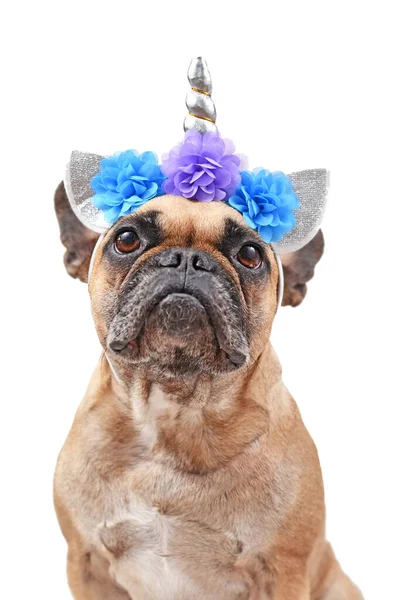 Gyönyörű Francia Bulldog Kutya Öltözött Unikornis Jelmez Fejpánt Ezüst Szarv — Stock Fotó