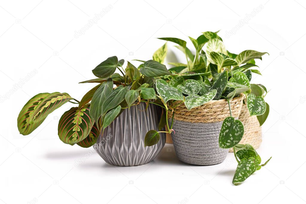Group of tropical house plants like Satin Pothos, Philodendron or Calathea in beautiful natural flower pots isolated on white background