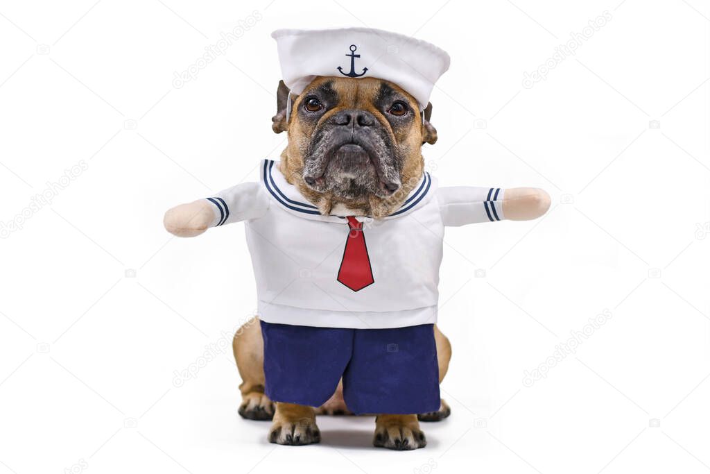 Funny French Bulldog dressed up with a cute sailor dog Halloween costume with sailor hat, bue pants and shirt with fake arms isolated on white background