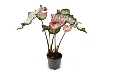 Egzotik 'Caladium Candyland' bitkisi. Beyaz arka planda pembe çilleri olan güzel beyaz ve yeşil yaprakları var.